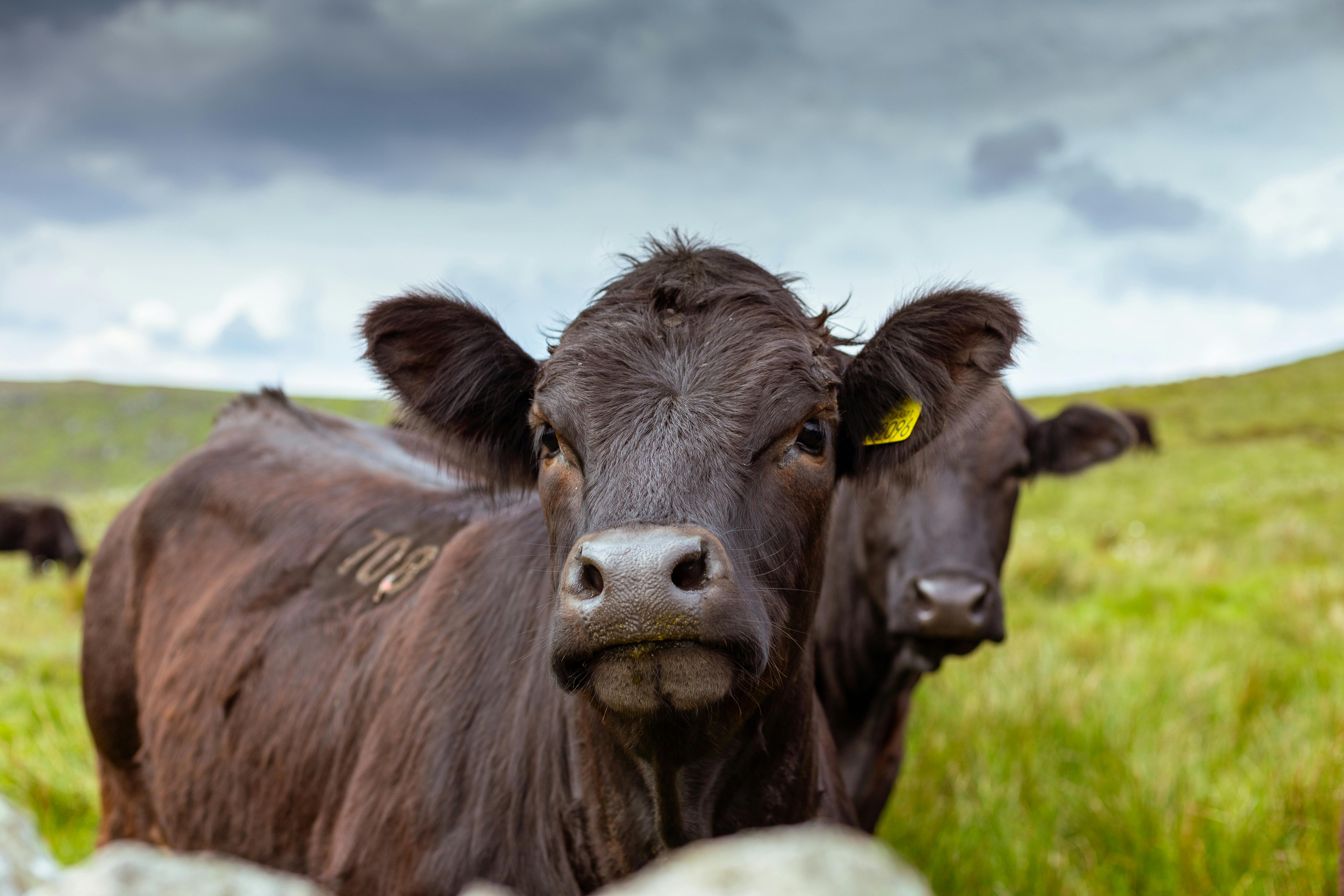 What is Cattle Cams all about?