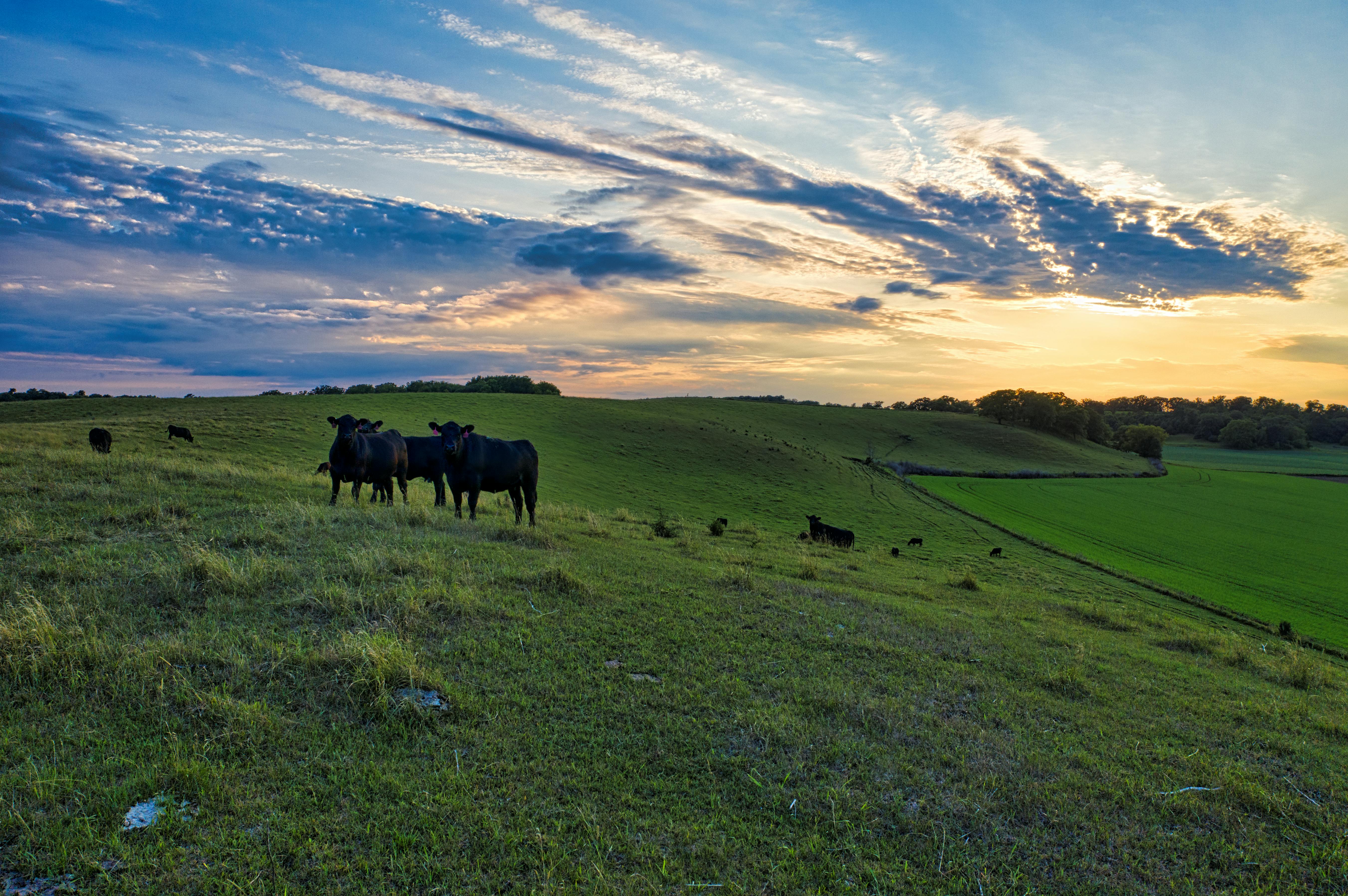 How to Monitor Calving Remotely Without Wi-Fi: A Rancher’s Guide